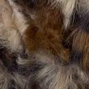 Moly Lapin Batik 100 gr Batik Renk Geçişli Peluş Örgü İpi P31 2
